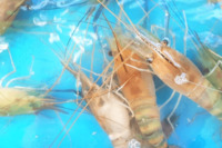 新水休閒漁業釣蝦場