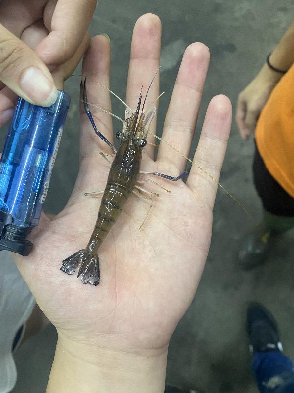 釣蝦佬
