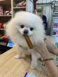 癡心絕隊